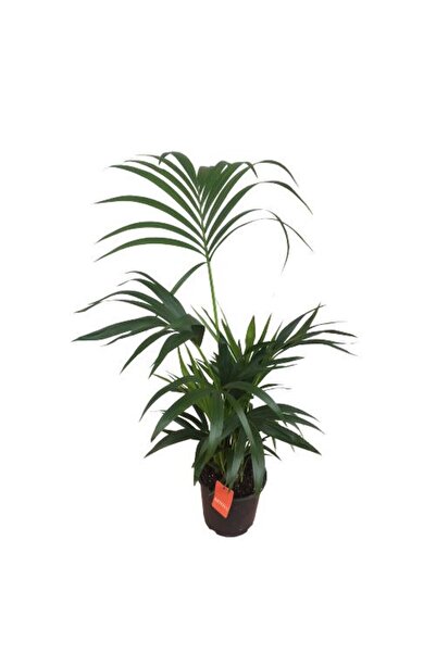 Armen Botanik Howea Forsteriana | Kentia Palmiyesi (İthal)- Kentya - 120 cm