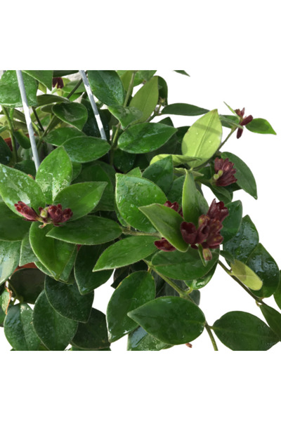 Armen Botanik Askılı Saksıda Ruj Çiçeği - Büyük Boy