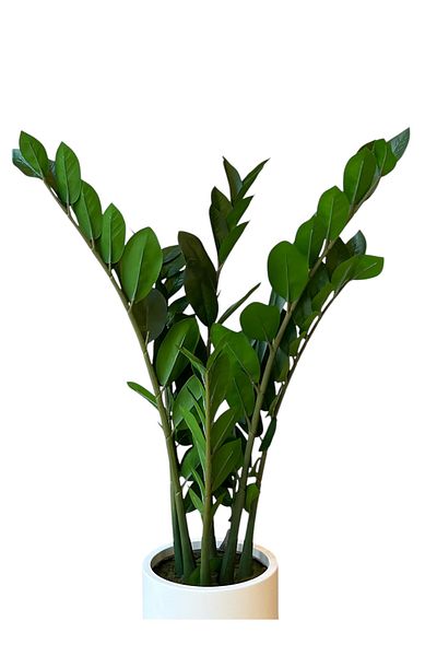 Generic Artificial Zamia Tree 80 cm
