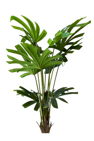 Generic Artificial Rabsa tree, 1.2 m high