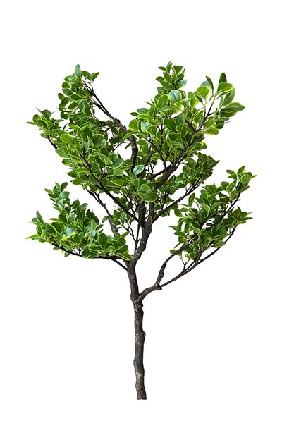 Generic 1.5m Artificial Pittosporum Tree