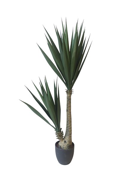 Generic Sisal tree, 2 branches, 1.3 meters