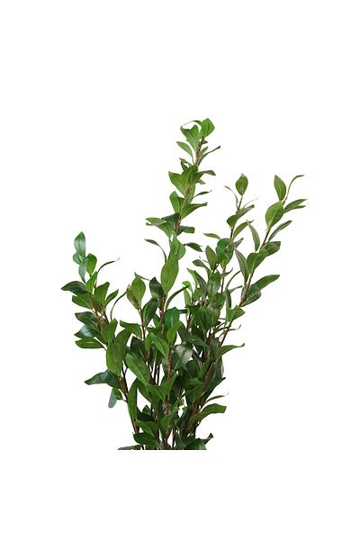 Generic 1.2m Artificial Green Leaf Tree
