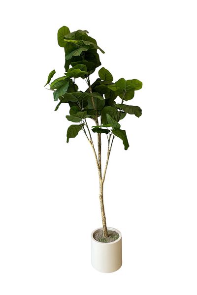 Generic 2m Artificial Ficus Umbrella Tree