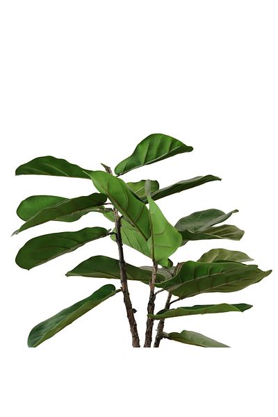 Generic 60cm Artificial Wide Leaf Tree