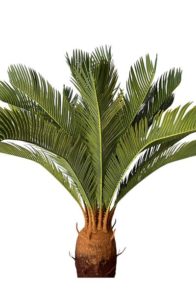 Generic 1m artificial cycad tree