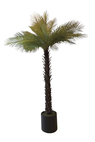 Generic 2.1m artificial palm trees