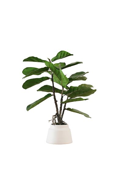Generic 60cm Artificial Wide Leaf Tree