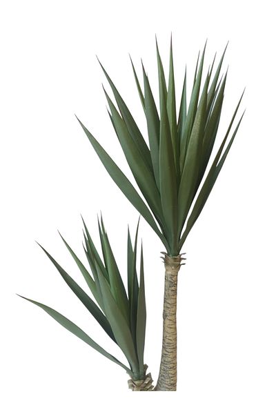 Generic Sisal tree, 2 branches, 1.3 meters