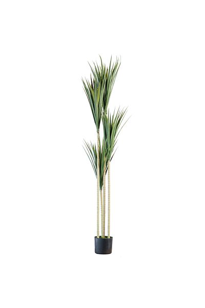 Generic 1.7m Artificial Yucca Tree