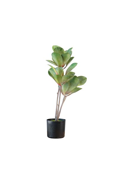 Generic Artificial green leaf tree, height 60 cm