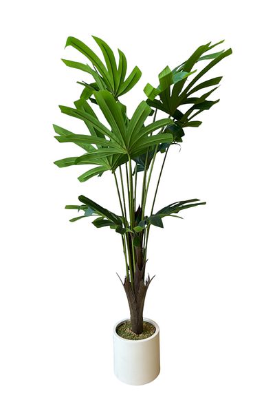 Generic Artificial Rabsa tree, 1.2 m high