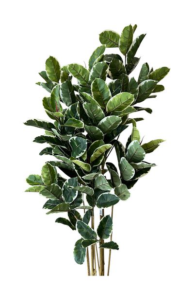 Generic Artificial tree, green rubber tree decoration, 1.8m long