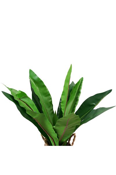 Generic Masangana tree with artificial basket