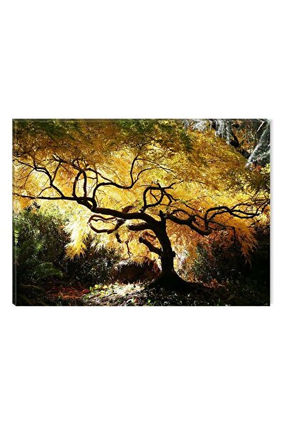 startonight Картина с канадски клен DualView Startonight, 60 x 90 см