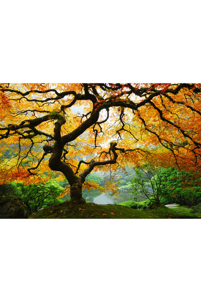 startonight Tablou DualView Startonight Artar toamna, 80 x 120 cm