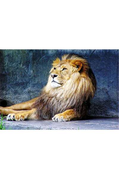 startonight Tablou DualView Startonight Regele leu, 60 x 90 cm