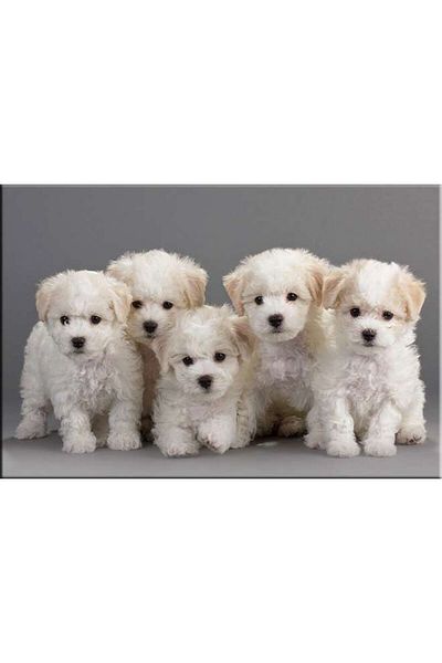 startonight Tablou DualView Startonight Catelusi Bichon, 60 x 90 cm