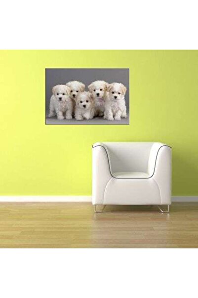 startonight Tablou DualView Startonight Catelusi Bichon, 60 x 90 cm
