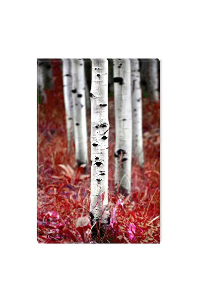 startonight Tablou DualView Startonight Din padurea de mesteceni, 80 x 120 cm