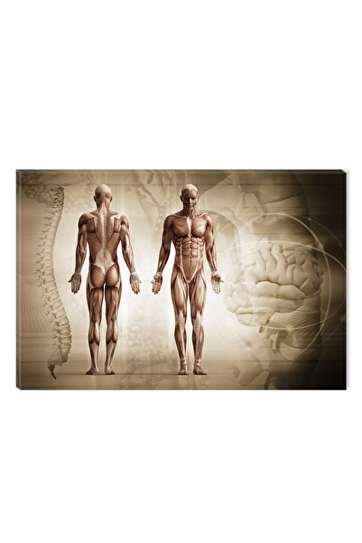 startonight Tablou DualView Startonight Anatomie, 80 x 120 cm