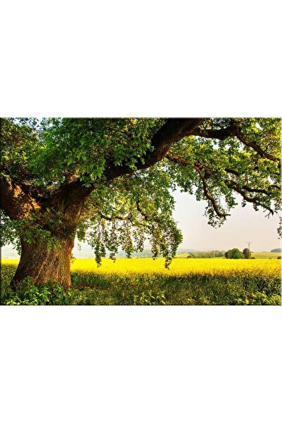 startonight Tablou DualView Startonight Copac Batran pe o Pajiste Tanara, 60 ...