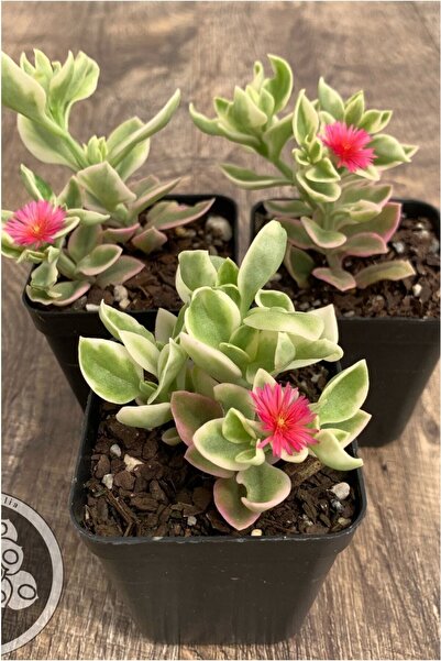 The Best Online Thebestonline 3 Adet Alacalı Buz Çiçeği Fidesi