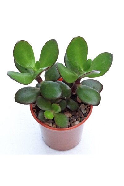 The Best Online Thebestonline Para Ağacı Çiçeği Yeşim Bitkisi Orta Boy Crassula Ovata