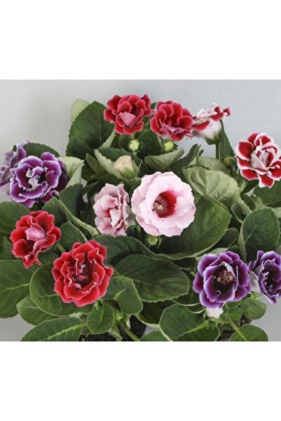 The Best Online Thebestonline Gloxinia, Sürpriz Renk Bardak Menekşesi