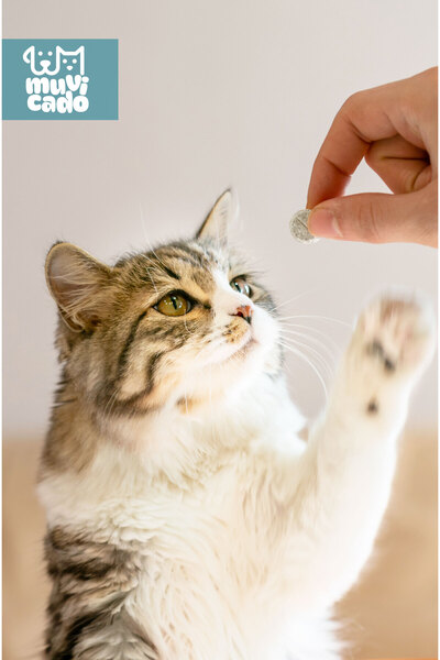 muvicado Kedi Köpek Herbal Worm Stop Bitkisel Tablet 250 mg+ Anti Spot On Bitkisel Damla 1 ml Bit Pire Kene