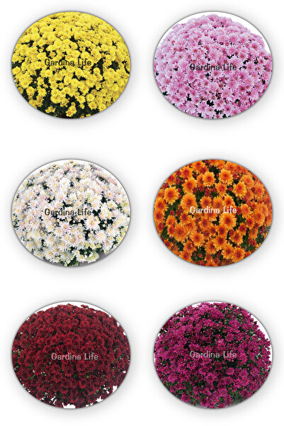 Gardina Kasımpatı Fidesi Katmerli 5 Adet Chrysanthemum Mix