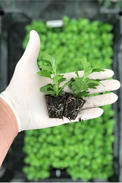 Gardina Kasımpatı Fidesi Katmerli 5 Adet Chrysanthemum Mix