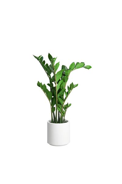 Generic Artificial Zamia Tree 82 cm