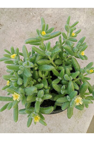 Ravza Çiçekçilik Delosperma Echinatum 13 Cm Saksıda Sarı Çiçek Açan Tüylü Suk...