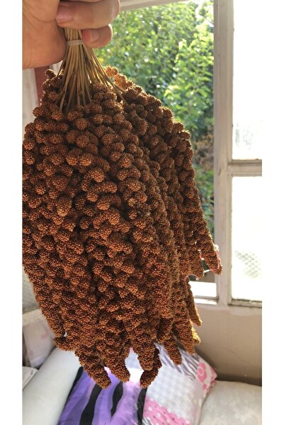 NGD PET ÜRÜNLERİ Kızıl Dal Darı Premium Kalite 1 Kg Yeni Hasat (YERLİ ÜRETİM)