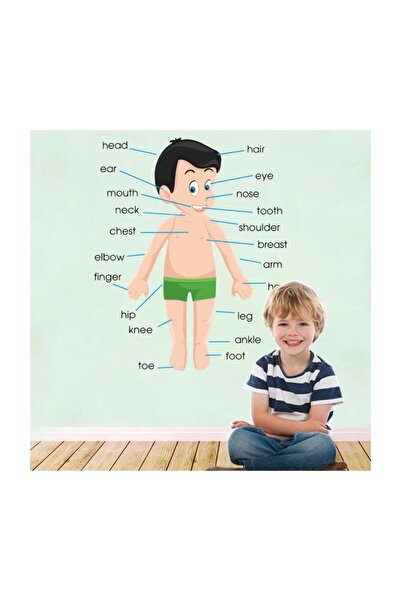 KT Decor Vücudumu Öğreniyorum Ingilizce Eğitici Duvar Sticker Seti