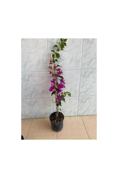 BİORGANİX Mor Begonvil Çiçeği Fidanı 10-20 cm