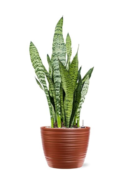 Gardenbox Yeşil Kılıç – 20-40 cm | Paşa Kılıcı Saksı Çiçeği, Ev & Ofis İçin İ...