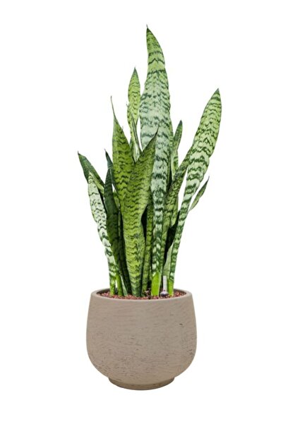 Gardenbox İç Mekan İçin Yeşil Kılıç Bitkisi | Paşa Kılıcı Kolay Bakım (20-40cm)