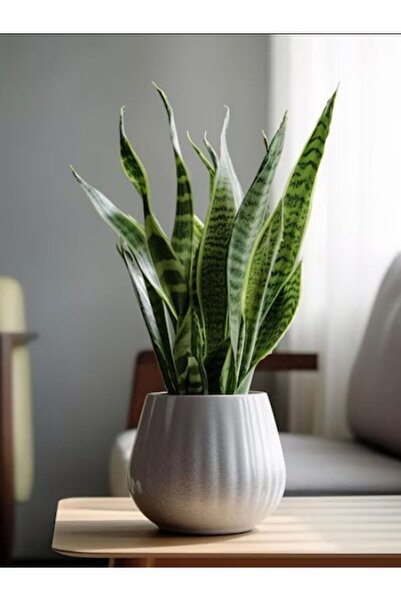 Bitkim Sende Canlı Paşa Kılıcı Bitkisi – Yeşil Kılıç (20-40 cm) | İç Mekanlara Doğallık Katın