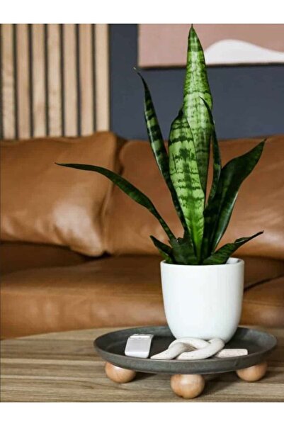 Bitkim Sende Paşa Kılıcı (Yeşil Kılıç) –Bol Köklü Hava Temizleyici Salon Bitk...