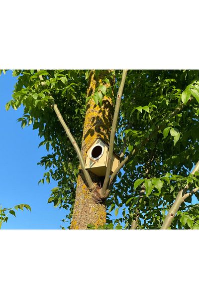 WoodenZoo Wooden Decorative Bird House Nest, Nest, Balcony, Garden Accessory Set of 5 (Maple)