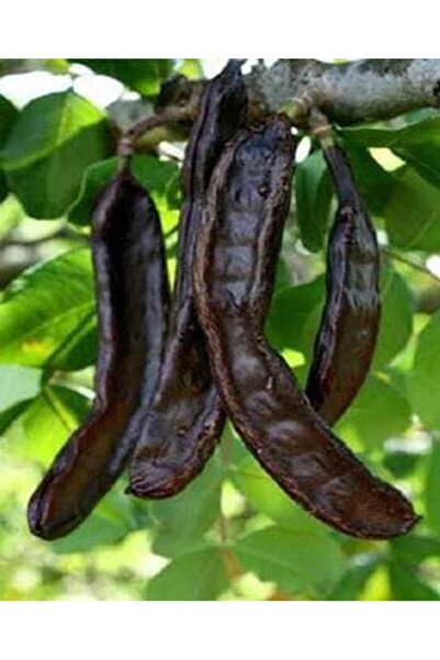 SİLİFKE MARKET خرشوف (هارنوب) 1 كيلو