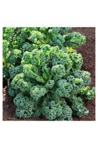 Köy Tohumları 100 Adet Tohum İthal Tohum Kıvırcık Kale Otu Tohumu Sürpriz Hed...