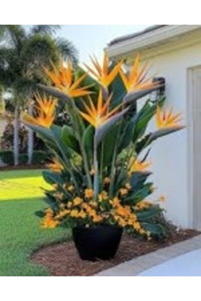 Köy Tohumları 2 Adet Tohum Nadir Bulunan Starliçe Cennet Kuşu Çiçeği Tohumu Tropikal Egzotik Orkide Tohumu