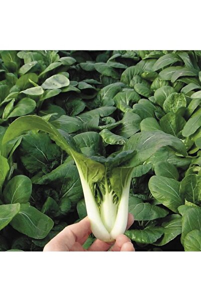 Köy Tohumları 50 Adet Tohum Nadir Bulunan İthal Bebek Çin Lahanası Tohumu Sür...