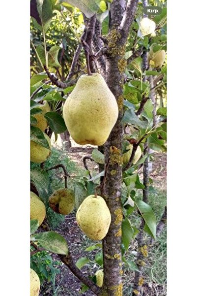 EVİM BAHÇEM Armut fidanı (Deveci) Deveci Armut Fidanı 3 yaş tüplü 170 cm