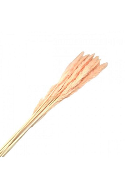 OEM Flori naturale stabilizate, buchet 10 fire, pampas, 80 cm, somon