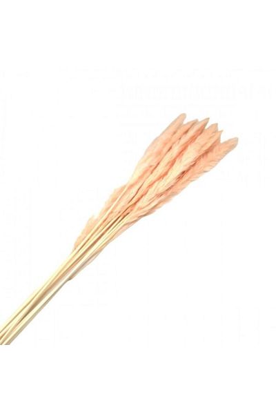 OEM Flori naturale stabilizate, buchet 10 fire, pampas, 80 cm, somon