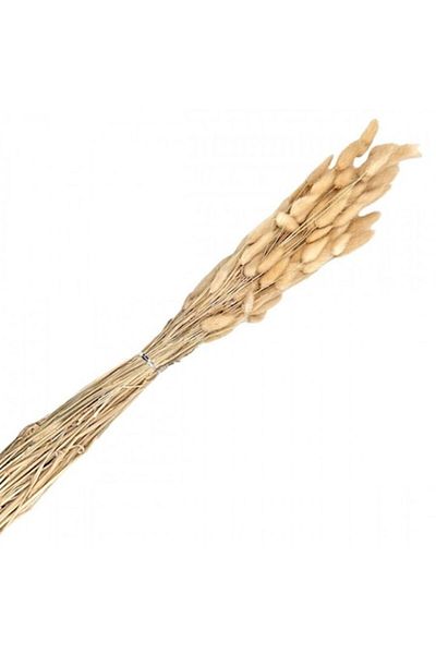OEM Flori naturale stabilizate, lagurus, 50 fire, 60 cm, somon